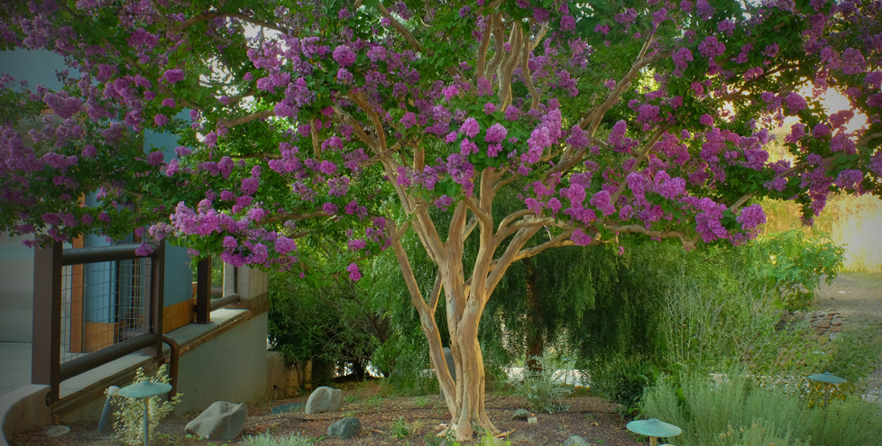 A beautiful tree with bright pink flowers on mainside greets guests entering the pool area. 