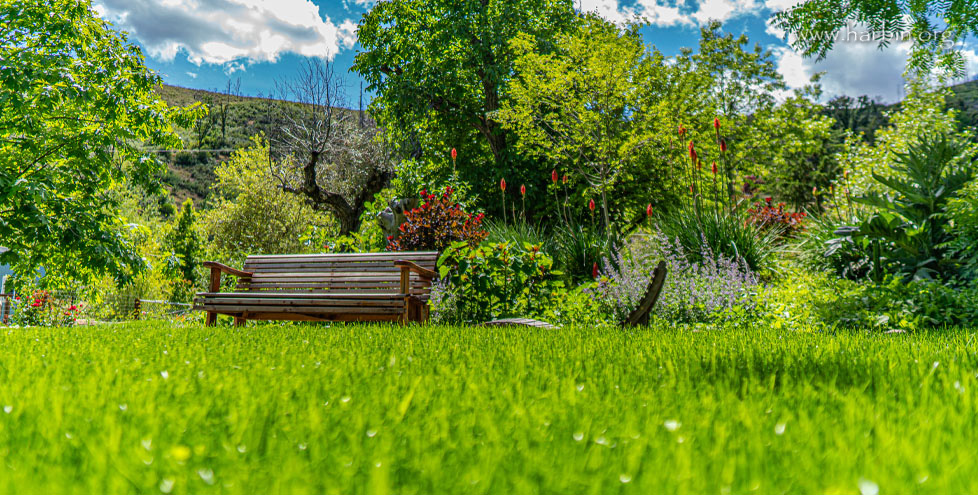 A wooden bench sits in the middle of the lush garden lawn. Flowers and trees are in the background. The sky is a vibrant blue with whit clouds. 